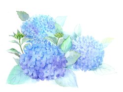 紫陽花.jpg
